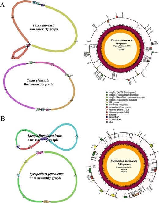 Assembly graphs and genome maps of Taxus chinensis (A) and Lycopodium japonicum (B) mitogenomes.