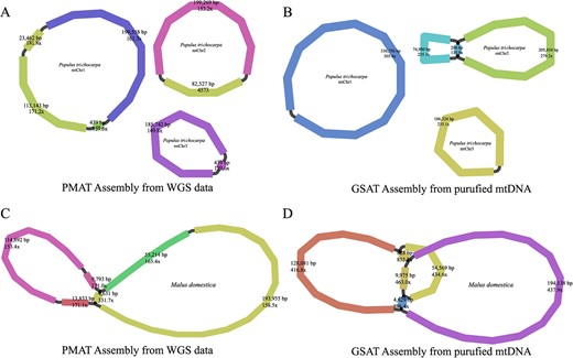 Mitogenome assembly graphs of Populus trichocarpa (A, B) and Malus domestica (C, D) were generated from PMAT (A, C) and GSAT (B, D).