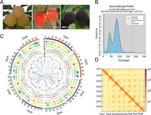 T2T Gap-Free Assembly of the Chinese Bayberry Reference Genome. A. Variations in the morphology of the bayberry fruit displayed by different colors: white (Shuijingzhong, SJZ), red (Shenhongzhong, SHZ), and black-purple (Zaojia, ZJ) fruit. Scale bars = 1 cm. B. K-mer distribution (17-mer) spectrum, illustrating the genome complexity of bayberry. C. Features and synteny of the bayberry genome arranged from the outermost (a) to innermost (j) rings: (a) chromosome length in megabases (Mb); (b) LAI per chromosome; (c) GC content, with darker shades indicating higher values; (d) gene density; (e) Gypsy element density; (f) Copia element density; (g) overall TE density; (h) gene expression levels in ZJ fruit, presented as fragments per kilobase of transcript per million mapped reads (FPKM) in 5-Mb windows, normalized with log2 (FPKM +1); (i) tandem repeat density associated with centromeres, highlighted in blue for higher densities; (j) syntenic relationships depicted with connecting lines between chromosomal regions. D. Hi-C interaction heatmap displaying the connections between the eight chromosomes, with darker colors representing higher interaction frequencies. The axes denote the sequential positions of the chromosomes.