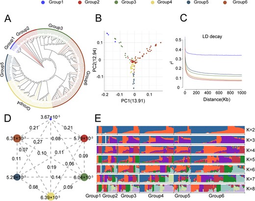 Population Structure and Genomic Diversity in Bayberry. A. NJ phylogenetic tree of 173 bayberry accessions, classified into six groups. Legend colors represent different groups, with Groups 1 to 6 represented as blue, red, green, yellow, grey-blue, and brown, respectively. Legends for Figures B, C, and D correspond accordingly. B. PCA plots categorizing the 173 bayberry accessions into six groups. C. LD decay plots for each group. D. Nucleotide diversity (π) and population divergence (FST) in the six groups, with circle values indicating nucleotide diversity and line values representing pairwise population divergence. E. Genetic makeup of all accessions partitioned into six groups, with model-based clustering from K = 2 to K = 8. Seven distinct colors denote different genetic backgrounds.