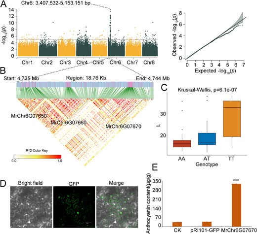 GWAS of Fruit Color Traits Associated with SNPs. A. Manhattan plot showing negative log10p-values from the EMMAX GWAS scan for L* across the eight chromosomes. A notable SNP cluster spans Chr6: 3 407 532-5 153 151 bp. B. LD block (18.76 kb) displaying the relationships among MrChr6G07650, MrChr6G07660, and MrChr6G07670, with color intensity indicating the degree of LD. C. Haplotype analysis of the SNP at Chr6: 4741659 within the exon of MrChr6G07670, showing the influence of AA (red), AT (blue), and TT (yellow) genotypes on the L* value. The x-axis represents genotypes, and the y-axis denotes L* values. D. Subcellular localization of MrChr6G07670 shown by transformation of tobacco leaves with the overexpression vector pRI101-GFP-MrChr6G07670, indicating localization in the cytosol, nucleus, and cell membrane. E. Comparative anthocyanin levels in control (CK) leaves, and leaves transformed with the empty vector (pRI101-GFP) and MrChr6G07670-overexpression vector. Anthocyanin content (μg/g) is represented on the x-axis, *** indicating a significant difference at p < 0.01.