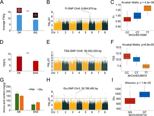Analysis of SNPs Linked to Fruit Size, Sugar, Acid, and Amino Acid Contents. A. Differences in fruit size between DK (large fruit) and BQ (small fruit), demonstrating a significant size difference (*** p < 0.01, the same below in Figures D and E). B. Manhattan plot for FI from GWAS, with negative log10 p-values plotted against chromosomal positions. The SNP at Chr6:6 664 979 bp marks the peak location. C. Haplotype analysis for the SNP at Chr6:6 664 979 in the exon of MrChr6G10580, showing the impact of CC (red), CT (blue), and TT (yellow) genotypes on FI. The x-axis indicates genotypes; the y-axis represents FI values. D. TSS variability between DK (higher TSS) and SHZ (lower TSS). E. Manhattan plot for TSS from GWAS, with the significant SNP at Chr6:36 042 533 bp highlighted. F. Haplotype analysis of the SNP at Chr6:36 042 533 within the exon of MrChr6G38810, showing the effect of CC (red), CT (blue), and TT (yellow) genotypes on TSS. The x-axis represents genotypes; the y-axis indicates TSS values. G. Differences in amino acid contents between DK (high in Glu and Asp) and SHZ (low in Glu and Asp). H. Manhattan plot for Glu from GWAS, with the peak SNP at Chr3: 36 786 492 bp indicated. I. Haplotype analysis for the SNP at Chr3:36 786 492 bp within the exon of MrChr3G34710, detailing the influence of GG (red) and GT (blue) genotypes on Glu levels. The x-axis denotes genotypes; the y-axis signifies Glu values.