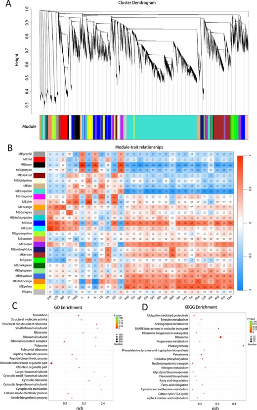 Clustering of Module Eigengenes and Correlations between the Gene Module and 29 Fruit-Quality Traits. A. cluster dendrogram showing 27 gene co-expression modules was built based on the dissimilarity of the topological overlap. B. Heat map of correlation between 29 traits and expressed genes. The correlation coefficient in each cell represents the correlation between the gene module and fruit-quality traits, decreasing in size from red to blue. The corresponding p-value is also annotated. C. GO enrichment analysis. D. KEGG pathway analysis. The circle size represents the number of genes, and color changes from red to green indicate higher p-values in Figures C and D.
