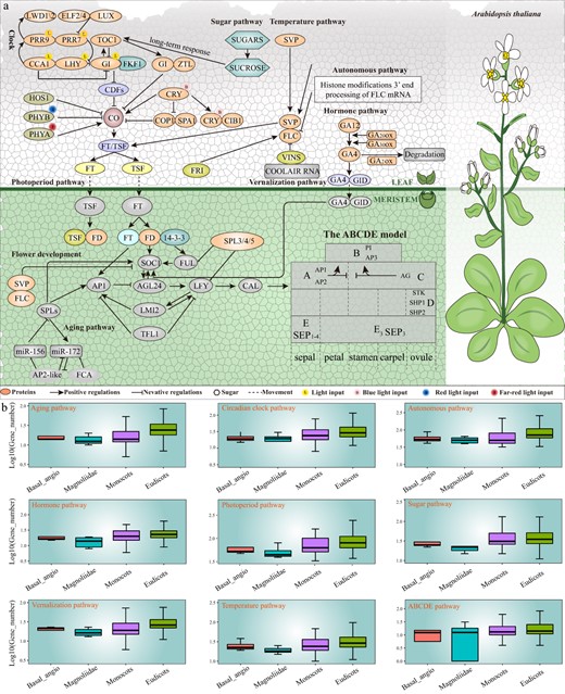 The overview of flowering gene regulatory pathways in plants. a The regulatory network by summarizing the interrelationships of key flowering genes in eight pathways and the ABCDE model. b The comparative analysis of flowering gene number in different pathways among four classifications of 837 species.