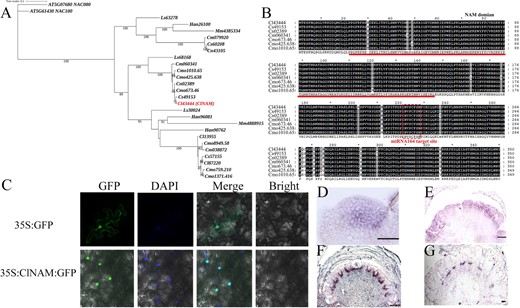Phylogenetic position and spatiotemporal expression characteristics of ClNAM. (A) Phylogenetic position of ClNAM; the ClNAM (Cl43444) is the sequence used in this study. (B) Protein sequences of NAM are conserved in Chrysanthemum species. (C) Results of subcellular localization of ClNAM. (D–G) Expression patterns of ClNAM in the doming stage (S1), early stage of floret primordia initiation (S6), early stage of corolla primordia formation (S8), and late stage of corolla primordia formation (S10). bar = 200 μm. At: Arabidopsis thaliana; Cl: Chrysanthemum lavandulifolium; Cm: Chrysanthemum makinoi; Cmo: Chrysanthemum × morifolium; Cn: Chrysanthemum nankingense; Cs: Chrysanthemum seticuspe; Han: Helianthus annuus; Mm: Mikania micrantha; Ls: Lactuca sativa.