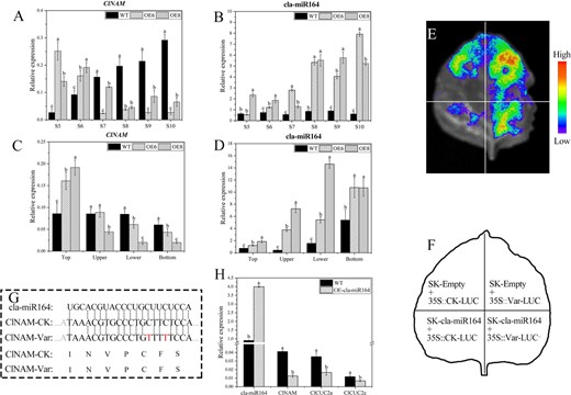 Involvement of cla-miR164 in inflorescence architecture development through targeted cleavage of ClNAM in Chrysanthemum lavandulifolium. (A–B) Expression changes of ClNAM and cla-miR164 during the capitulum developing from the top of C. lavandulifolium. (C–D) Expression changes of ClNAM and cla-miR164 in S6 reproductive buds of different heights in C. lavandulifolium. (E–F) Targeted cleave ability of cla-miR164 on ClNAM. (G) The targeting sites of ClNAM and sequences of cla-miR164 in C. lavandulifolium, CK: Control Check, Var: Variant. (H) Expression changes of cla-miR164, ClNAM, ClCUC2a/c in leaves of momentary overexpression cla-miR164. Note: The lowercase letters represent the significance of differences between lines; where the letters are different, there is a significant difference (P < 0.05).