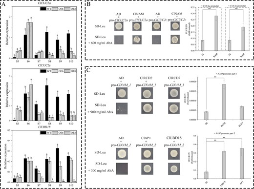 Up- and down-stream transcription factor screening of ClNAM. (A) Expression changes of boundary genes ClLBD18, ClCUC2a, and ClCUC2c in the OE-ClNAM lines. (B) ClNAM has transcriptional activation ability for ClCUC2a and ClCUC2c. (C) The expression of ClNAM is significantly activated by ClLBD18, the A-class gene ClAP1, and the E-class gene ClRCD2. Note: **P < 0.01. The lowercase letters represent the significance of differences between the three lines; where the letters are different, there is a significant difference (P < 0.05).