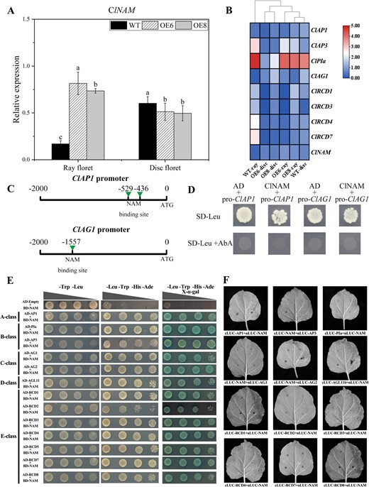 Modified ClNAM affects the expression of MADS-box genes that control corolla development in two types of florets. (A) Expression of ClNAM in the corollas of both types of florets after modified of ClNAM. (B) Changes in expression of key MADS-box genes in the corollas of both types of florets after modified of ClNAM. (C–D) ClNAM fails to bind to ClAP1 and ClAG1 promoter elements. (E–F) ClNAM was detected to widely interact with ABC(D)E-class protein in Chrysanthemum lavandulifolium in Y2H system, but no positive results were observed in the luciferase complementation assay. Note: The lowercase letters represent the significance of differences between the three lines; where the letters are different, there is a significant difference (P < 0.05).