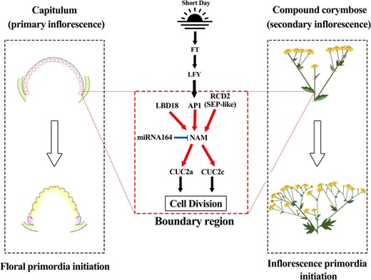 The boundary gene regulatory network with cla-miR164-ClNAM as the core is involved in the inflorescence architectures of Chrysanthemum lavandulifolium. Note: The black arrows indicate the previous findings, while the red arrows indicate the original results in this study. The blue line segment indicates the targeted degradation effect of cla-miR164 on ClNAM. The red boxes indicate the boundary region on the inflorescence meristem.