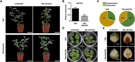 RhETR3 negatively regulates salt tolerance in rose. (A and C) Phenotypes of RhETR3-silenced plants in response to salt stress, imposed by watering plants with a 350 mM NaCl solution. Scale bars, 5 cm. (B) Relative RhETR3 expression levels in TRV-infected control and TRV-RhETR3 leaves. (D) Phenotypes of control TRV-infected and TRV-RhETR3 leaves under salt stress. Scale bars, 1 cm. (E) 3,3′-diaminobenzidine (DAB) staining of control TRV-infected and TRV-RhETR3 leaves under salt stress. Scale bars, 1 cm. Salt tolerance assays were performed three times (for each experiment, n = 15 for each line). Representative results are shown.