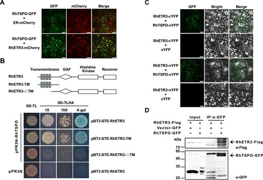 RhETR3 interacts with RhTSPO in vivo and in planta. (A) Co-localization of RhTSPO-GFP and RhETR3-mCherry in the leaves of N. benthamiana plants infiltrated with the indicated constructs. ER-mCherry was used as an endoplasmic reticulum (ER) localization marker. Scale bar, 50 μm. (B) Split-ubiquitin membrane-based yeast two-hybrid (MYTH) assay for the interaction of RhETR3 and RhTSPO. Top, diagram of RhETR3 and two truncated variants used in the assay. Bottom, MYTH assay for RhETR3 and RhTSPO. pPR3N with pBT3-STE-RhETR3 were used as negative control. (C) Bimolecular fluorescence complementation (BiFC) assay of the RhETR3–RhTSPO interaction in N. benthamiana leaves. The RhETR3-cYFP and nYFP-RhTSPO vectors were infiltrated into N. benthamiana leaves via Agrobacterium-mediated infiltration. RhETR3-nYFP and cYFP were used as negative control. Scale bars, 50 μm. (D) Co-immunoprecipitation (Co-IP) analysis of RhETR3 with RhTSPO in vivo. Total protein extracts (input) from N. benthamiana leaves infiltrated with the construcs RhETR3-Flag and RhTSPO-GFP were incubated with anti-GFP magnetic beads. Immunoblot analysis was performed using anti-GFP and anti-Flag antibodies. The detected proteins are indicated by arrowheads.