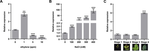 Expression patterns of RhTSPO. (A) Relative expression levels of RhTSPO in response to ethylene treatment. (B) Relative expression levels of RhTSPO in response to salt stress. (C) Relative expression levels of RhTSPO in rose leaves at different stages.