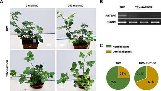 RhTSPO regulates plant tolerance to salt. (A and C) Phenotypes of RhTSPO-silenced plants in response to salt treatment. Scale bars, 2 cm. (B) RT-PCR validation of RhTSPO-silenced lines. The experiments were performed three times (for each experiment, n = 15 for each line). Representative results are shown.