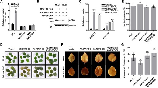 RhTSPO modifies the salt stress response by regulating RhETR3 protein levels in rose. (A) Relative expression levels of RhETR3 in TRV and TRV-RhTSPO plants under control (Mock, 0 hour) conditions or after 6 hours of salt stress. (B) RhTSPO accelerates the degradation of RhETR3. N. benthamiana leaves expressing RhETR3-Flag and RhTSPO-GFP were infiltrated with no (0) or 200 mM NaCl for 6 hours before sample collection. RhETR3-Flag was detected by immunoblot analysis with an anti-Flag antibody. Actin served as a loading control. (C–G) Relative expression levels (C), phenotype (D), DAB staining (E), ion leakage (F), and chlorophyll content (G) of vector control, RhETR3-overexpression (OE), RhTSPO-OE, and RhETR3 + RhTSPO-OE leaves under mock condition or salt stress. Salt tolerance assays were performed three times; representative results are shown. In G and E, different lowercase letters indicate significant differences (P < 0.05, Tukey’s multiple comparison analysis).