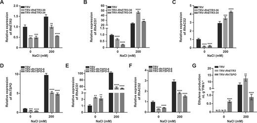 Effects of RhETR3 and RhTSPO on ethylene biosynthesis–related genes to regulate salt response in rose. (A) Relative RhETR3 expression levels in TRV-infected control and TRV-RhETR3 leaves with or without 200 mM NaCl treatment for 6 hours. (D) Relative expression levels of RhTSPO in TRV control and TRV-RhTSPO leaves with or without 200 mM NaCl treatment for 6 hours. (B, C, E, F) Relative expression levels of RhACS1 and RhACS2 in TRV, TRV-RhETR3, and TRV-RhTSPO plants with or without 200 mM NaCl treatment for 6 hours. (G) Ethylene production in the leaves of TRV and TRV-RhETR3, and TRV-RhTSPO plants with or without 200 mM NaCl treatment for 6 hours. N.D., not detected.