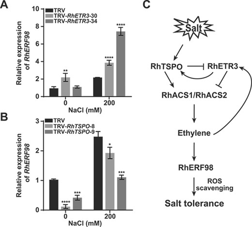 Effects of RhETR3 and RhTSPO on RhERF98 expression to regulate salt response in rose. (A, B) Relative expression levels of the ethylene response gene RhERF98 in TRV, TRV-RhETR3, and TRV-RhTSPO plants with or without treatment with 200 mM NaCl for 6 hours. (C) Proposed model of RhETR3–RhTSPO-mediated responses of rose plants to salt stress. When rose plants are exposed to salt stress, RhTSPO expression is rapidly upregulated. RhTSPO accelerates the degradation of RhETR3, upregulates the expression of the ethylene biosynthesis genes RhACS1 and RhACS2, promotes ethylene production, and activates the expression of the ethylene response gene RhERF98, conferring salt tolerance by promoting ROS scavenging. Salt stress promotes ethylene production, and low concentrations of ethylene promote RhTSPO expression, further enhancing salt tolerance in rose plants.
