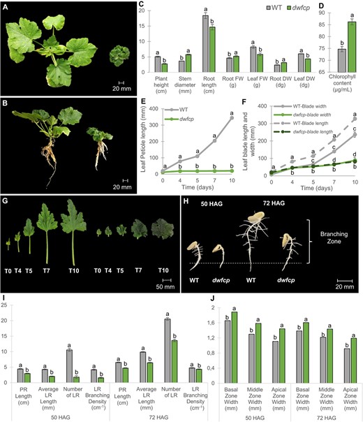 Phenotypic characterization of the dwfcp mutant. Phenotype comparison between WT (left) and dwfcp (right) seedlings at the stage of 7 true leavess. (A) Top view and (B) side view. (C) Comparison of plant height, stem diameter, root length, root biomass, and leaf biomass between WT and dwfcp at 7 true leaves seedling stage. (D) Chlorophyll content in WT and dwfcp leaves. (E) Growth rate of WT and dwfcp leaf petiole over time. (F) Growth rate of WT and dwfcp leaf blade over time. (G) Leaf development in WT (left) and mutant (right) plants. (H) Root growth and development during the establishment of WT and dwfcp seedlings (at 50 and 72 HAG). (I) Statistical comparison of parent root (PR) and LR length, number of LR, and LR branching density between WT and dwfcp at 50 and 72 HAG. (J) Width of the PR in three different zones (basal, middle, and apical) during the establishment of WT and mutant seedlings at 50 and 72 HAG. The LR branching density (cm−1) was calculated as the number of emerged LR per unit length of the root branching zone (in centimeters). The root branching zone includes the zone of the parent root that extends from the most rootward emerged LR to the shoot base. Error bars represent SE. Different letters indicate significant differences (P ≤ 0.05).