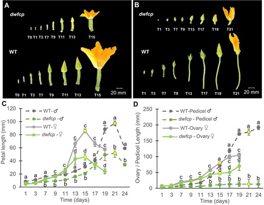 Effect of the dwfcp mutation on floral development. (A) Comparison of the growth of WT and dwfcp female flowers and (B) male flowers. (C) Growth rate of WT and dwfcp corolla over time. (D) Comparison between genotypes of the ovary and pedicel growth rate of female and male flowers, respectively, during a period of 24 days. The growth of flower ovaries was recorded every 2 days for 24 days starting when they were <1 cm length. The time-points at which >80% of the flowers reached anthesis are indicated in yellow. Error bars represent SE. Different letters indicate significant differences (P ≤ 0.05).