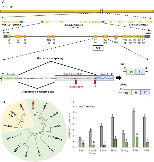 Identification and characterization of the DWFCP locus. (A) Identification of dwfcp causal mutation by BSA-sequencing. The DWFCP locus corresponds to gene Cp4.1LG17g04540.1 (CpDWF5), located in the chromosome 17. The mutation produces a 3′-splice site mutation of intron 6, a premature stop codon and a truncated CpDWF5 protein. (B) Phylogenetic tree of sterol Δ7 reductases (S7R) and sterol Δ14 reductases (S14R) from different cucurbit species, C. maxima, C. melo, Cucumis sativus, C. moschata, and C. pepo, together with those of the most studied model species, A. thaliana, O. sativa, and S. lycopersicum. Bootstrap values for the main branches are depicted on the tree. (C) Relative gene expression of CpDWF5 in different tissues of WT and dwfcp plants measured by qRT-PCR. FFB, female floral bud excluding the ovary; MFB, male floral bud. Error bars represent SE. Different letters indicate significant differences (P ≤ 0.05).