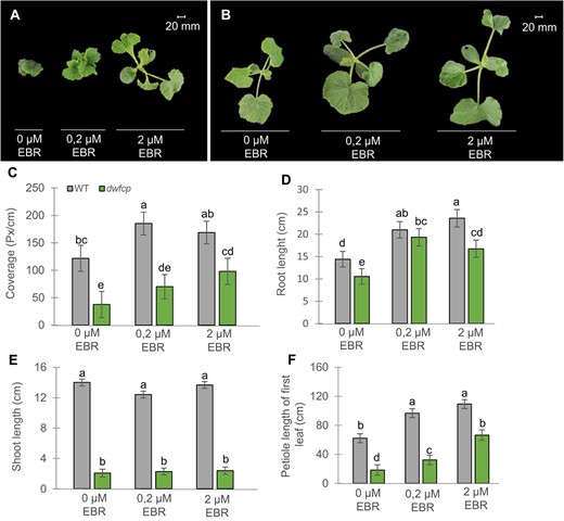 Partial rescue of dwfcp phenotype by exogenous application of EBR. (A–B) Top view of dwfcp (A) and WT (B) seedlings after 1 week of treatment with 0, 0.2, and 2 μM of EBR. (C–F) Effect of exogenous treatment with EBR on leaf coverage, and the length of shoots, roots, and leaf petioles of WT and dwfcp plants. Error bars represent SE from the treatments of nine plants per genotype and treatment. Different letters indicate significant differences between samples from different treatments and genotypes (P ≤ 0.05).