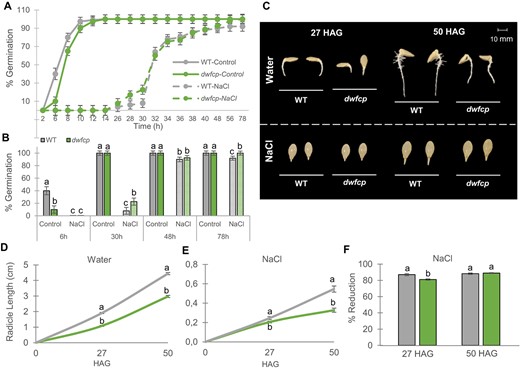 Effect of NaCl on the germination and radicle growth of WT and dwfcp seeds. (A) Germination rate of WT and dwfcp mutant seeds under control and saline conditions. (B) Effect of 200 mM NaCl on the germination percentage at 6, 30, 48, and 78 h. (C–E) Radicle length of WT and dwfcp seeds at different HAG under control and saline conditions. (F) Effect of salt on the percentage of reduction of radicle length. Error bars represent SE. Different letters indicate significant differences between samples (P ≤ 0.05).