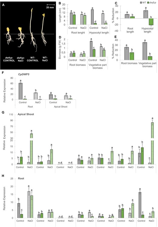 Effect of NaCl on growth parameters and gene expression of WT and dwfcp seedlings grown in darkness for 72 h. (A) WT and dwfcp seedlings under normal and saline conditions. (B) Effect of NaCl on root and hypocotyl length. (D) Effect of NaCl on root and vegetative part biomass. (C, E) Percentages of reduction of each parameter in response to salt. (F) Relative expression of CpDWF5. (G, H) Relative expression of genes involved in salt stress tolerance. N.d., not detected. Error bars represent SE. Different letters indicate statistically significant differences (P < 0.05) of the same gene expression between samples.