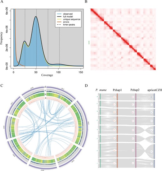 Genomic characterization of P. zhengheensis and collinearity analysis of related species. A Genome survey of P. zhengheensis. B Genome-wide Hi-C map showing the interaction frequency distribution of Hi-C links among the chromosomes of P. zhengheensis. C From a to d: GC content, repeats, gene count, and chromosomes; in the circle are gene links. (D) Collinearity analysis of two haplotype genomes of P. zhengheensis (Pzhap1 and Pzhap2), apricotCZH and P. mume.