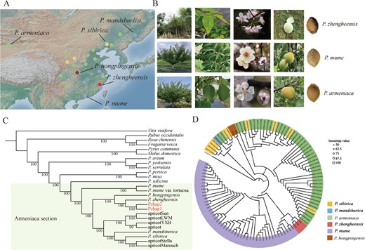 Geographical distribution, morphological comparison and phylogenetic analysis of P. zhengheensis with P. mume and apricot. A Geographical distribution map of P. zhengheensis, wild apricot, cultivated apricot, P. mandshurica, P. sibirica, wild P. mume and cultivated P. mume. B Morphological characteristics of P. zhengheensis, P. mume and apricot. C Phylogenetic analysis of P. zhengheensis based on 151 single-copy genes. P. armeniaca ‘Jintaiyang’, P. armeniaca ‘Longwangmao’, P. armeniaca ‘Yinxiangbai’, P. armeniaca ‘Chuanzhihong’, P. armeniaca ‘Stella’ and P. armeniaca accession ‘Marouch #14’ are represented by apricotSun, apricotLWM, apricotYXB, apricotCZH, apricotStella and apricotMarouch, respectively. D Phylogenetic analysis of P. zhengheensis based on chloroplast genomes.