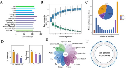 Pan-genome analysis of the Armeniaca section. A Total chromosome length of 13 Armeniaca genomes. Prunus sibirica is represented by PruSib, P. mandshurica by PrunMan, P. mume var. tortuosa by Pmtor, P. mume by Pm, P. hongpingensis by Ph and P. zhengheensis, published recently, by Pz. B Influence of the number of Armeniaca genomes on the number of pan and core gene families. C Characteristics of each individual genome and the pan-genome. The histogram depicts the number of gene families in various genomes. The percentage of gene families in each category is displayed in the pie chart. Core gene families are found in all genomes. Softcore families are gene families that make up >90% of the genome. Private gene families are present in a single genome. The remaining gene families are assigned to dispensable gene families. D CDS lengths and gene lengths in core, dispensable and private gene families. E Petal map of specific gene families in 13 Armeniaca genomes. F Graph-based pan-genome of 13 Armeniaca genomes. From the inside out: GC content, repeats, gene count, chromosomes.