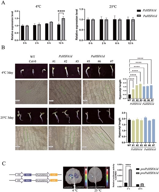 HSFA1d gene function research. A Relative RNA expression level of the HSFA1d gene in apricot and P. zhengheensis after 4 and 25°C treatment for 12 h. BHSFA1d promoted hypocotyl growth under chilling in overexpressing A. thaliana. C Transient expression assay of luminescence intensity showing the transcription activity of promoters of PzHSFA1d and PaHSFA1d (**** Pvalue < 0.0001).