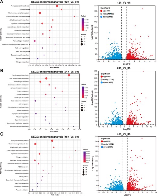 Volcanograms and KEGG enrichment analysis of DEGs in P. grandiflorus roots under 100 μmol/l MeJA treatment. (A) 12h_Vs_0h. (B) 24h_Vs_0h. (C) 48h_Vs_0h.