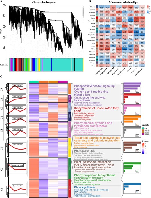Transcriptome and metabolite correlation analysis of P. grandiflorus under MeJA treatment. (A) Dendrogram of the co-expression modules during saponin accumulation under MeJA treatment. The tree branches contain 22 modules, labeled with various colors. (B) Heat map displaying saponin correlation module. Different colors of each column denote specific modules. Each row corresponds to a metabolite. The positive relationship between the model and the content of various metabolites is indicated in red, and the negative correlation is in blue. (C) Temporal expression and KEGG enrichment of eight gene clusters.