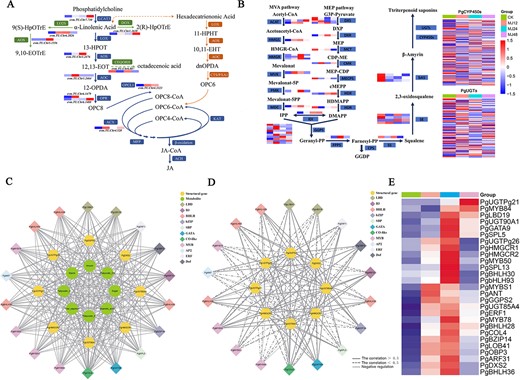 The regulatory network of saponin in P. grandiflorus. (A) Metabolic pathway for MeJA. (B) Metabolic pathway for saponin. (C) Green circles denote metabolites (including soluble sugar, starch, total saponin, β-amyrin, platycodin D, platycodin D3, platycoside E, and oleanolic acid). Yellow circles denote structure genes. Diamonds, each with a distinct color, represent various families of TFs identified in Cluster 2. (D) The regulatory network between structural genes and TFs of saponin biosynthesis under MeJA. (E) Heatmap of TF and structural gene expression involved in saponin biosynthesis in Cluster 2.