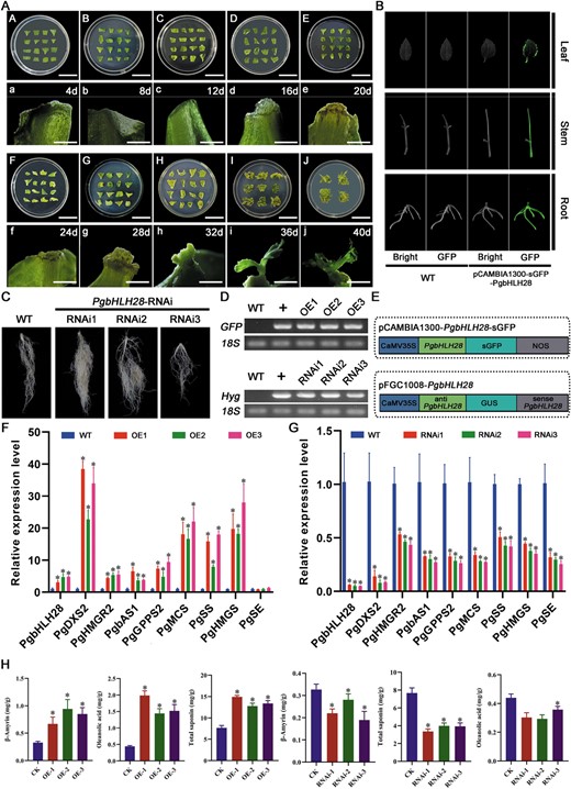 PgbHLH28 modulates saponin accumulation by regulating genes involved in the saponin biosynthesis pathway. (A) Adventitious bud induction in P. grandiflorus. (B) GFP fluorescence detection in PgbHLH28 overexpression lines. Scale bar: 3 cm (A–J), 5 mm (a–j) (C) Hairy root development via RNA interference of PgbHLH28 in P. grandiflorus. (D) RT-PCR confirmation of transgenic plants. (E) Schematic diagram of the construction of overexpression and RNA interference vectors. (F) Relative expression levels of genes involved in saponin biosynthesis pathway in PgbHLH28 overexpression lines. PgbHLH28-OE1, PgbHLH28-OE2, and PgbHLH28-OE3 are three independent PgbHLH28 overexpression lines. (G) Relative expression levels of genes involved in saponin biosynthesis pathway in PgbHLH28 silencing lines. PgbHLH28-RNAi1, PgbHLH28-RNAi2, and PgbHLH28-RNAi3 are three independent PgbHLH28 silencing lines. (H) Total saponin, oleanolic acid, and β-amyrin content in overexpression and RNA silencing lines.