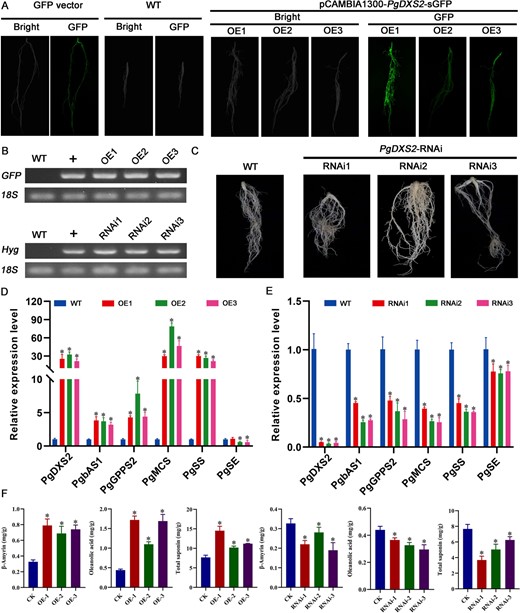 PgDXS2 modulates saponin accumulation in P. grandiflorus. (A) Hairy root generation through overexpression of PgDXS2 in P. grandiflorus. (B) RT-PCR validation of transgenic hairy root. (C) Hairy root generation via RNA interference of PgDXS2 in P. grandiflorus. (D) Relative expression of genes involved in saponin biosynthesis in PgDXS2 overexpression lines. PgDXS2-OE1, PgDXS2-OE2, and PgDXS2-OE3 are three independent PgDXS2 overexpression lines. (E) Relative expression of genes involved in saponin biosynthesis in PgDXS2 silencing lines. PgDXS2-RNAi1, PgDXS2-RNAi2, and PgDXS2-RNAi3 are three independent PgDXS2 silencing lines. (F) Total saponin, oleanolic acid, and β-amyrin content in overexpression and RNA silencing lines.