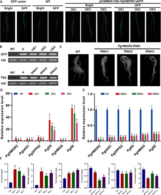 PgHMGR2-modulated saponin accumulation in P. grandiflorus. (A) Hairy root generation through overexpression of PgHMGR2 in P. grandiflorus. (B) RT-PCR validation of transgenic hairy root. (C) Hairy root generation via RNA interference of PgHMGR2 in P. grandiflorus. (D) Relative expression of genes involved in saponin biosynthesis in PgHMGR2 overexpression lines. PgHMGR2-OE1, PgHMGR2-OE2, and PgHMGR2-OE3 are three independent PgbHLH28 overexpression lines. (E) Relative expression of genes involved in saponin biosynthesis pathway in PgHMGR2 silencing lines. PgHMGR2-RNAi1, PgHMGR2-RNAi2, and PgHMGR2-RNAi3 are three independent PgHMGR2 silencing lines. (F) Total saponin, oleanolic acid, and β-amyrin content in overexpression and RNA silencing lines.