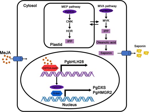 Working model of PgbHLH28 in the regulation of saponin biosynthesis in P. grandiflorus. PgbHLH28 specifically binds with the promoters of the key structural genes involved in saponin biosynthesis (including PgDXS2 and PgHMGR2) and activates their transcription, resulting in enhanced saponin accumulation in P. grandiflorus. Furthermore, intermediate products produced by both the MVA and MEP pathways can be utilized in both pathways via transmembrane transport.