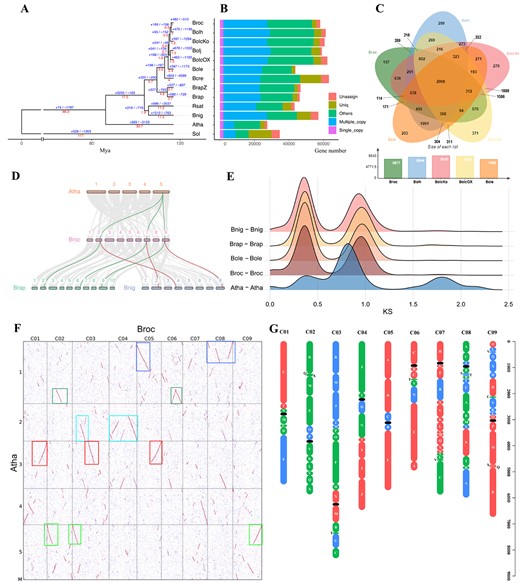 Comparative genomics analyses. A Phylogenetic tree of 13 plant species. The red numbers denote divergence time of each node (Mya, million years ago). The blue number on each branch of the tree denote the total number of expansion and contraction gene clusters. B Distribution of single-copy, multiple-copy, unique, and other orthologs in the 13 plant species. C Venn diagram representing the shared and unique gene cluster among five Brassica subspecies (Bop04-28-6, HDEM, Korso, TO1000, and OX-heart). Each number represents the number of gene clusters. D Synteny patterns between genomic regions from A. thaliana, B. nigra, B. rapa, and Bop04-28-6. This collinear relationship is highlighted by one syntenic set shown in green and red. E Distribution of synonymous substitution levels (Ks) of syntenic paralogous genes (solid curves) after evolutionary rate correction. F Syntenic blocks between genomes. Dot plots of orthologs show a 1–3 chromosomal relationship between A. thaliana and Bop04-28-6. G Distribution of genomic blocks along the nine chromosomes of the Bop04-28-6 genome. Genome blocks were assigned to the subgenomes LF (red), MF1 (green), and MF2 (blue). Centromeres are shown as black ovals.