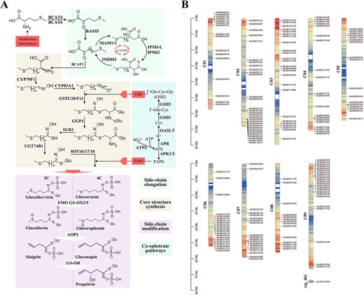 Aliphatic GSL biosynthesis pathway genes identification in broccoli. A Proposed biosynthetic pathway of aliphatic GSLs in broccoli. B Schematic representation of the broccoli chromosomes together with the positions of key genes involved in aliphatic GSL biosynthesis.