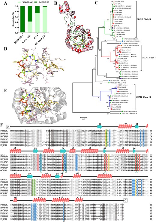 Function identification of B. oleracea MAMs. A Comparison of C3- and C4-glucosinolate content in four Brassica subspecies (BOP04-28-6, Korso-1401, D134, OX-heart_923). The C3-glucosinolate (C3-GSL; dark green) and C4-glucosinolate (C4-GSL; light green) profiles (shown as percentages) were determined in seedlings. B Comparison of 3D structures of BoMAM1, BjMAM1-A, and OX_MAM.1. The structures of BoMAM1 (α-helices and β-strands, gray), BjMAM1-A (α-helices and β-strands, rose), and OX_MAM.1 (α-helices, red and β-strands, yellow) monomers are superimposed. Conserved features, including the N-terminal α/β-barrel domain and the α-helical region that extends to form part of the CoA binding site, are indicated. C Phylogenetic analysis of MAMs from BOP04-28-6 (Bol), Korso-1401 (Korso), D134, OX-heart_923 (OX), B. rapa (field mustard; Br), B. napus (rape; Bn), B. oleracea (Bo), A. thaliana (thale cress; At), and A. lyrata subsp. lyrata (Al). Black numbers indicate the percentage of replicate trees in which the associated proteins clustered in the bootstrap test (1000 iterations). The evolutionary history was inferred using the neighbor-joining method. D Stereo view of the active site. Residues interacting with 4MTOB, CoA and Mn2+ (M) and surrounding the site are shown as stick models. E Stereo view of the substrate-binding pocket. Residues encompassing 4MTOB and CoA are shown as stick models with the β-strands forming the interior of the pocket shown as ribbons. F Multiple sequence alignment of BOP04-28-6, D134, OX-heart_923, and B. juncea MAMs. Secondary structure features corresponding to the structure of BoMAM1 (α-helices red, β-strands turquoise) are shown above the alignment. Residues in the metal-binding (green), catalytic (yellow), 2-oxo acid-binding (red), and CoA-binding (blue) sites are highlighted. Dark gray indicates regions of sequence difference and light gray indicates regions of sequence similarity.