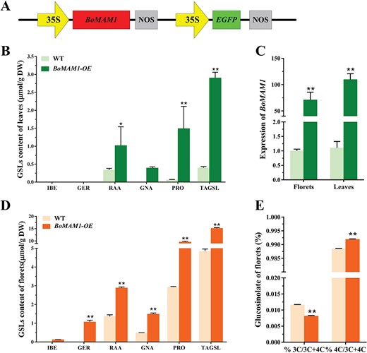Overexpression of BoMAM1 increased C4-GSL content and ratio. A Schematic diagram showing the constructs used for genetic transformation. B, D Aliphatic GSL content of BoMAM1 overexpression lines and WT. C Relative expression of BoMAM1 in overexpression lines and WT. E Comparison of C3- and C4-GSL content in BoMAM1 overexpression lines and WT.