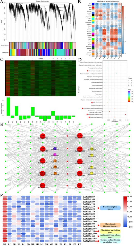 WGCNA of broccoli transcripts. A Dendrogram of genes based on co-expression network analysis. Each leaf in the tree corresponds to an individual gene. Twenty-nine modules, each associated with a different color, formed from the major tree branches. B Association between modules and GSL content. The color of each module is the same as that in A. The color scale indicates the correlation. Each cell contains the number of corresponding correlations and P values. C Heat maps and bar graphs of co-expressed genes in the MEgreen module. D KEGG pathway analysis of co-expressed genes in the MEred module. E, F Co-expression network and gene expression profile of the MEgreen module from WGCNA. Transcription factors with strong regulatory relationships (weight > 0.3) are indicated by red circles, the GLS biosynthesis genes, glutathione metabolism genes, amino acid biosynthesis genes and cysteine and methionine metabolism genes of the MEgreen module with strong regulatory relationships (weight > 0.3) to TFs are indicated by yellow, purple, orange, and peach circles.