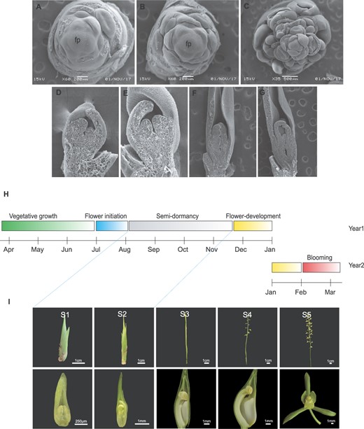 Complete process of flower development of C. sinense and seasonal distribution of different development stages. A, B First stage of flower development (S1). Flower development starts with the appearance of a floral buttress on the shoot flank that forms a flower primordium (fp). C–E Differentiation of the flower primordia into sepal, petal, lip, and column primordia. F, G Second stage of flower development (S2). The second stage denotes slow elongation of the inflorescence meristem for 3–4 months. H Complete cycle of flowering from vegetative to reproductive phase transition and blooming in the next year. The vegetative growth lasts >2 years and then transition occurs in July. After a short period of flower initiation, the floral buds enter a period of semidormancy that lasts >3 months. Flower development resumes in November and blooming occurs in February of the next year. I Visual display of five stages of flower development (S1–S5). S1 and S2 undergo semidormancy before resuming flower development from S3. S4 represents complete flower formation and S5 denotes fully opened flowers. Lower row shows the vertical dissection of floral bud from S1 to S4, while S5 shows the complete flower with its organs.