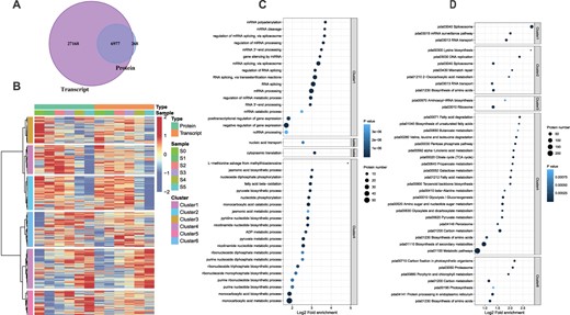 Overview of proteome and transcriptome data with annotations. A Comparison of proteome and transcriptome data to find transcripts with corresponding protein concentrations. The Venn diagram shows that a total of 6977 genes were identified both at transcriptome and proteome levels. B Cluster analysis of proteins and transcripts. The hclust ‘ward.D’ method was used to perform cluster analysis on the expression levels of genes in two dimensions. The cluster analysis divided proteins or transcripts into six categories/clusters. C, D GO (C) and KEGG (D) annotation analyses of six clusters. Fisher’s exact test was used to analyze the GO and KEGG enrichment of these categories and the top 40 significantly enriched (P < 0.05) functional categories are shown in the figures.