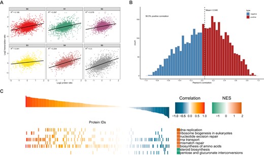Quantitative comparative analysis of proteome and transcriptome data. A Scatter plots between transcripts and their corresponding protein concentrations. According to the corresponding relationship between protein and transcript IDs above, the protein expression level and mRNA expression level are combined. To unify the definition of expression, before drawing the scatter plot, the expression of both protein and transcript were log2-transformed. The horizontal axis in the figure is the protein expression level and the vertical axis is the transcript expression level. B Cumulative distribution of quantitative Pearson correlation coefficients between transcriptome and proteome. The abscissa represents the Pearson correlation coefficient and the ordinate represents the number of proteins or transcripts under the Pearson correlation coefficient. Pearson correlation coefficients >0 (positive correlation between protein and transcript) are indicated in red and Pearson correlation coefficients <0 (negative correlation between protein and transcript) are indicated in blue. C KEGG pathway analysis and GSEA based on quantitative correlation coefficients between transcriptome and proteome. KEGG annotations are used as gene sets with known functions, and the correlation coefficient between input proteins and transcripts is used for GSEA to study the main KEGG pathways involved in different regulatory relationships. Pathways with NOM P < 0.05 were screened to draw GSEA graphs. NES, corrected normalized enrichment score.