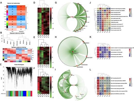 Weighted gene coexpression network analysis and identification of hub genes. A WGCNA modules for flowering time and flower development. A total of 6905 transcripts were run in the WGCNA and after the removal of bad genes with poor expression and low connectivity 5553 genes were selected for module construction. Cell colors show correlation coefficients; blue shows negative correlation and red shows positive correlation. P-values are shown in brackets. B Eigengene adjacency clustering of modules and eigengene adjacency heat map. C Clustering dendrograms of DEGs. Dissimilarity is based on topological overlap together with the assigned module colors. The tree leaves show the DEGs and the height indicates the closeness of individual genes. D Heat map showing the gene expression distribution of MEturquoise. E Heat map showing the gene expression distribution of MEblue. F Heat map showing the gene expression distribution of MEbrown. G–I Identification of hub genes using the cytoHubba application in Cytoscape for the modules MEturquoise (G), MEblue (H), and MEbrown (I). J–L Heat maps of the expression of hub genes with their annotations for the modules MEturquoise (J), MEblue (K), and MEbrown (L).