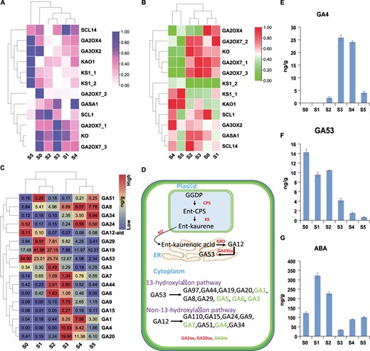 Overview of major gibberellins and pathway enzymes based on multi-omics. A Heat map showing the transcript levels of GA regulatory genes across six stages of flower development. B Heat map showing protein concentrations of GA pathway enzymes. C Heat map with concentration values of GAs identified by metabolomic analysis. Red color shows high values and blue shows low values. Concentrations are measured as nanograms per gram. D Depiction of GA pathway enzymes and production of major GAs within the cell. The process starts from plastids and then moves to the endoplasmic reticulum and final reactions occur in the cytoplasm. E, F Antagonistic role of GA4 and GA53 during axillary bud activation. G Concentration gradient of ABA found in the metabolomic analysis across six stages of flower development. Here ABA supports the role of GA53 during early stages of flower development.