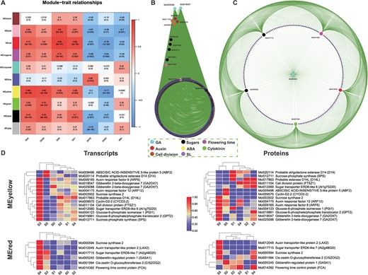 WGCNA-based correlation analysis of GAs and ABA and identification of hub genes. A Module–trait relationships. Six significantly differential GAs (GA1, GA4, GA9, GA19, GA20, and GA53) and ABA were used as traits based on metabolome data to draw their correlations with transcriptome data. Ten modules were identified. The columns denote hormones and the rows represent modules. Cell colors indicate correlation coefficients: blue for negative correlation and red for positive correlation. P-values are shown in brackets. MEyellow and MEred were found to be highly consistent with the opposite roles of GA4/GA1 and GA53/GA19. B Hub genes from the MEyellow module. From this module 14 hub genes were identified related to GA, auxin, cytokinin, sugar, cell cycle, flowering time, strigolactone, and ABA. C Hub genes from the MEred module. Here GA pathway genes connect all hub genes related to auxin, sugars, flowering time, and cytokinin. D Heat maps of transcript expressions and protein concentrations of the hub genes found in MEyellow and MEred.