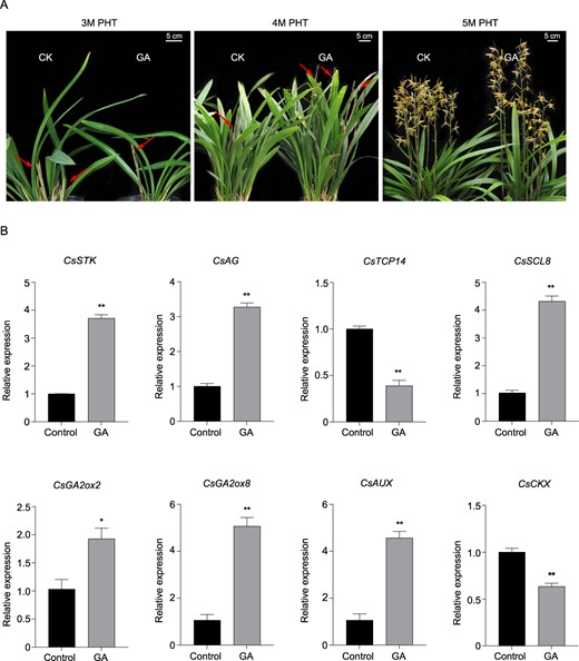 Effect on exogenous GA application on flower development and flowering pathway genes. A Effect of exogenous GA3 on floral bud and inflorescence characteristics. GA3 was applied at a concentration of 200 mg/l to 10 pots. Bud and inflorescence characteristics were recorded after 3 months of hormonal treatment. B Effect of exogenous GA application on expression of flowering and hormone-pathway genes.