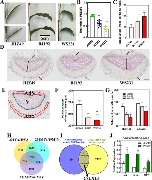 Identification of droopy leaves related gene, CsEXL3, in tea plant germplasm. (A) Representative leaves picture of tea plant germplasm with straight or droopy blade. Scale bar represents 5 cm. (B) The PF of selected germplasm with straight or droopy blade. Data shown represent the means ±SD of at least ten biological replicates. (C) The blade angle of selected germplasm with straight or droopy blade. (D) Lignin staining on cross-sections of the middle part in leaf blades midrib with phloroglucinol-HCl. The middle parts were selected on the direction from tip to the blade-stem boundary. The upper or lower unidirectional arrow indicates adaxial or abaxial sclerenchyma cells, respectively. Double arrow indicates the maximum length of vascular tissue. Scale bar represents 100 μm. (E) Diagram illustrating the adaxial sclerenchyma cells (Ads), abaxial sclerenchyma cells (Abs), and vascular bundle (V) in the leaf blades midrib of tea plant. (F) The maximum length of vascular tissue in the leaf blades midrib of selected germplasm. (G) The number of adaxial and abaxial sclerenchyma cells in the leaf blades midrib of selected germplasm. (H) Venn diagram showing the number of common differentially expressing genes (DEGs) in three type tissue of compared germplasms, JHZ49 and WS231. YA, the apical bud and first leaf; M1Y, first mature leaves; M2Y, second mature leaves. (I) Venn diagram showing the number of common genes between candidate genes from GWAS and DEGs of RNA-seq in WS231 and JHZ49. The common genes were divided into two groups, genes with FPKM≥10 and genes with FPKM<10. (J) The relative expression level of CsEXL3 in three type tissue of WS231 and JHZ49. **P < 0.01; *P < 0.05.